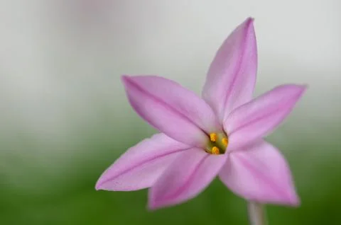 Starflowers Stock Photos
