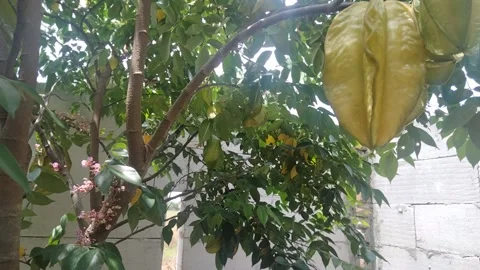 Starfruit beauty Video stock 221812561