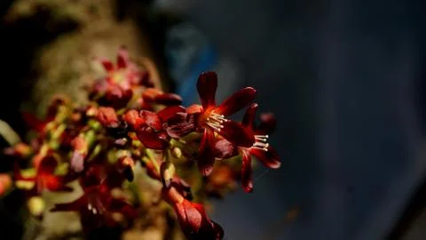 Starfruit flower 写真素材
