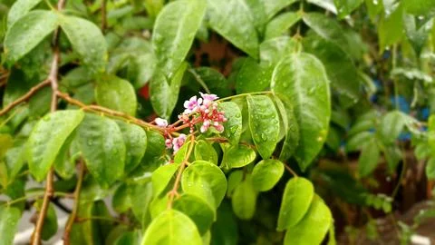 Starfruit flower Stock Photos