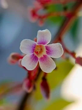 Starfruit flower Stock Photos