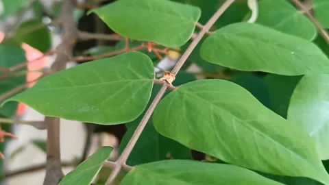 Starfruit leaves move when recorded Stock Footage 219906889