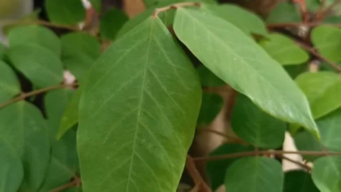 Starfruit leaves move when recorded Stock Footage 219906890