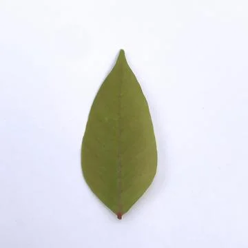 Starfruit leaves Stock Photos