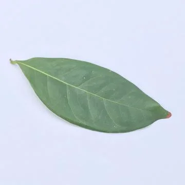 Starfruit leaves Stock Photos
