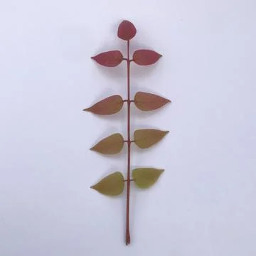Starfruit leaves Stock Photos