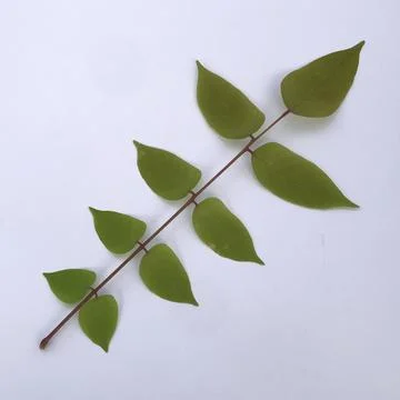 Starfruit leaves Stock Photos