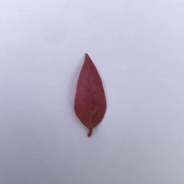 Starfruit leaves Stock Photos