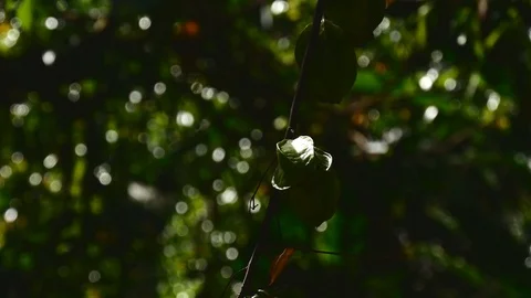 Starfruit med Stock Footage 126669591