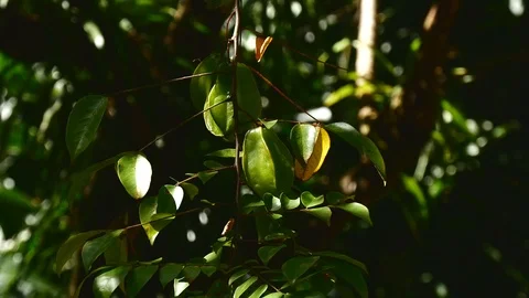 Starfruit medium Stock Footage 126669594