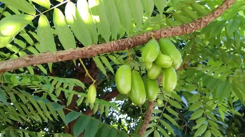 Starfruit Stock Photos