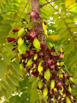 Starfruit Foto stock