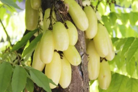 Starfruit Fotos de archivo