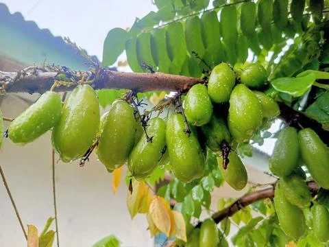 Starfruit Stock Photos