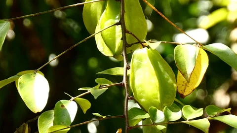 Starfruit tight Stock Footage 126669609