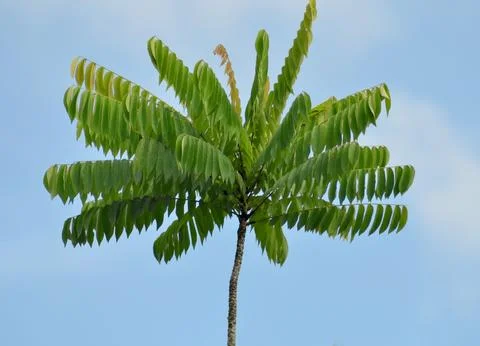 Starfruit tree branch Stock Photos
