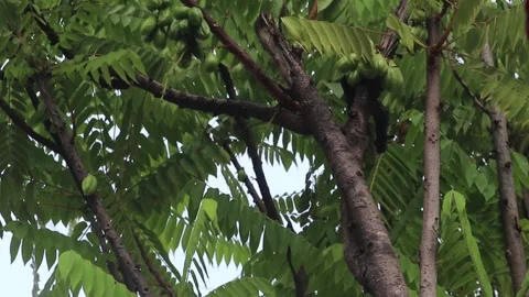 Starfruit tree Stock Footage 204065790