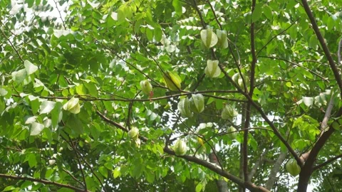 Starfruit tree 스톡 동영상 344257852