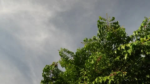 Starfruit tree in the garden. Stock Footage 254931858