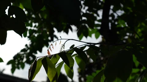 Starfruit tree in the garden. Stock Footage 254931861