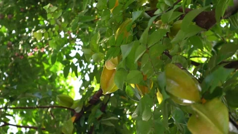 Starfruit tree in the garden. Stock Footage 254931864