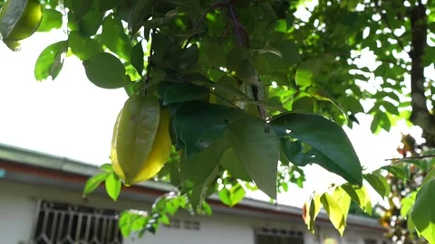 Starfruit tree in the garden. Stock Footage 254931874