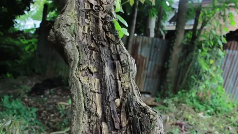 The starfruit tree is half dead and dry Stock Footage 197645193