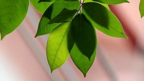 Starfruit tree leaves Stock Footage 121502161
