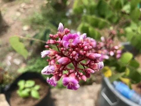 Starfruit tree Stock Photos