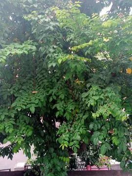 Starfruit tree Stock Photos
