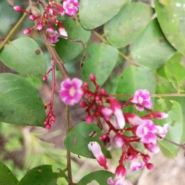 Starfruit trees Stock Photos