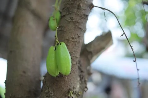 Starfruit vegetables Stock Photos
