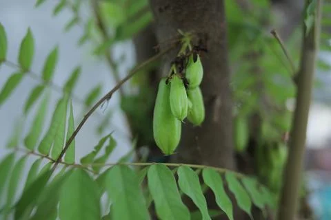 Starfruit vegetables Stock Photos