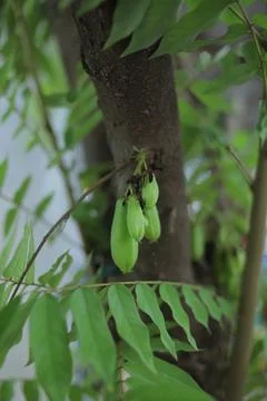 Starfruit vegetables Stock Photos