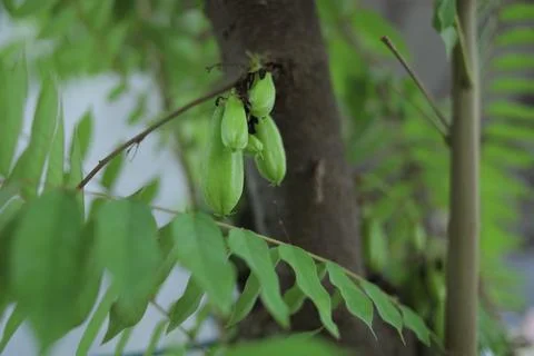 Starfruit vegetables Stock Photos