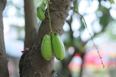 Starfruit vegetables Stock Photos