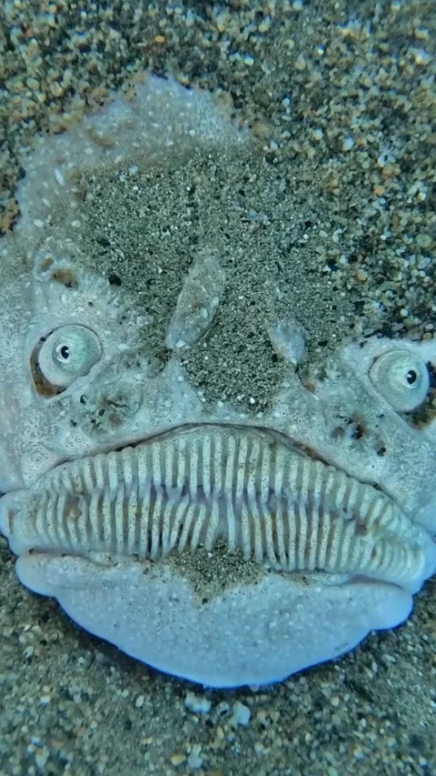 Stargazer fish in the deep sea Stock Footage 330825446