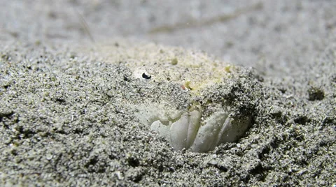 Stargazer Fish Hiding in the Sand 3 Stock Footage 64353947