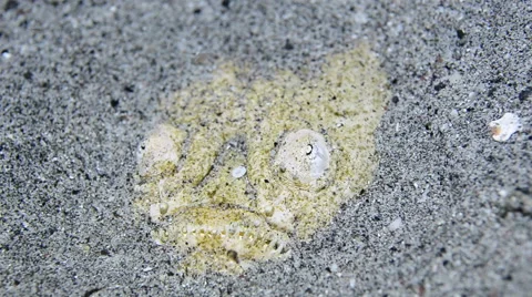 Stargazer Fish Hiding in the Sand 4 Stock Footage 64355273