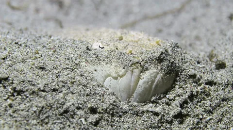 Stargazer Fish Hiding in the Sand Stock Footage 64352489