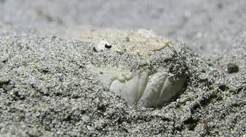 Stargazer Fish Hiding in the Sand Stock Footage 64357966