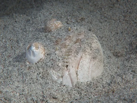 Stargazer Stock Footage 98669438