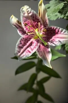 Stargazer lily in bloom Stock Photos