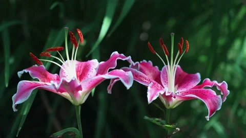 Stargazer lily flower in close up view with blurred background. Stock Footage 236090600