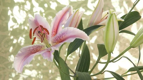 Stargazer lily Stock Footage 1001313