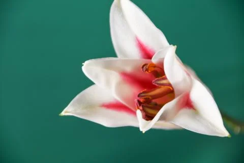 Stargazer Lily half opened Stock Photos