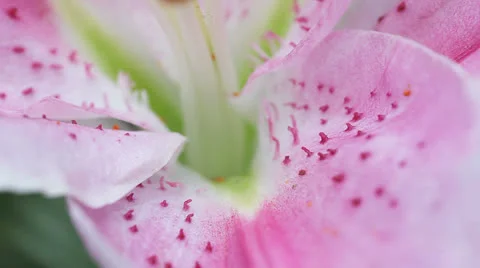 Stargazer lily macro Stock Footage 25038744