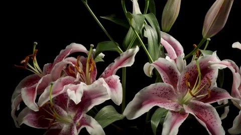 Stargazer Lily Time-lapse Stock Footage 273814844