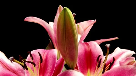 Stargazer Lily Time-lapse Stock Footage 273839928