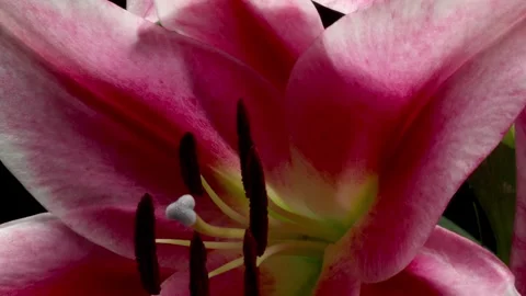 Stargazer Lily Time-lapse Stock Footage 273840096